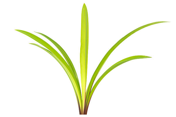 Green grass against white background. Sunlight.