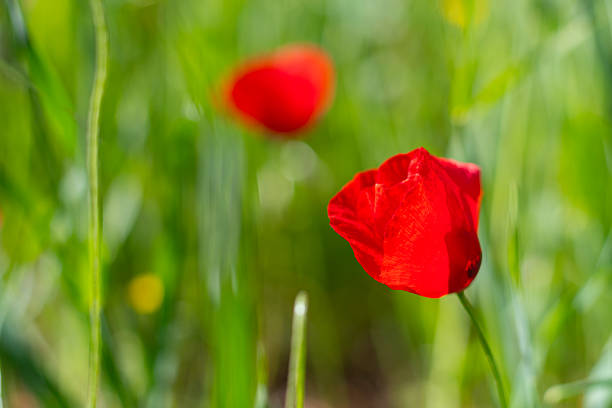 Common poppy (Papaver rhoeas) flower in green field