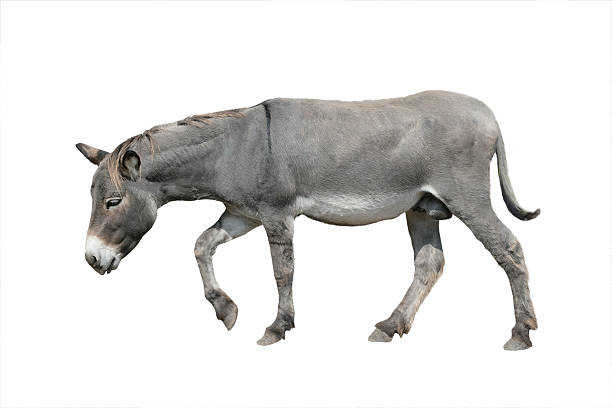 istock Walking tired donkey isolated on white background 2262929902
