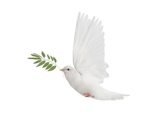 istock white dove in flight on a white background with an olive branch 2262930111