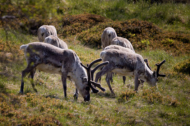 Animal Wildlife, Animals In The Wild, Antler, Reindeer, Calf