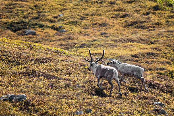 istock Two reindeer walk across tundra landscape in Norway 2262930813