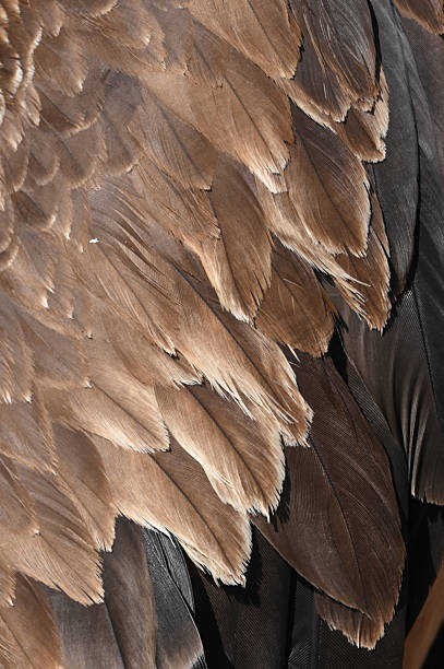 Close Up of the Feathers of a Crested Eagle