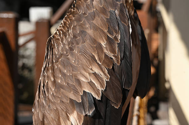Close Up of the Feathers of a Crested Eagle