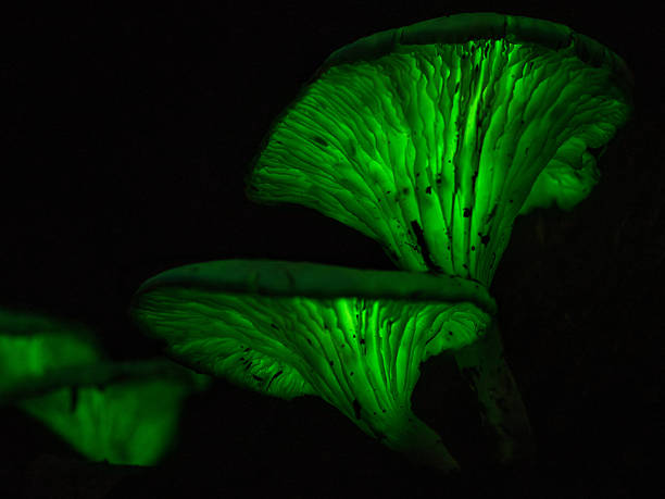 istock Ghost Fungi Omphalotus nidiformis in NSW Forest Darkness 2262941698