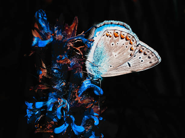 Beautiful colorful butterfly insect in the jungle rainforest