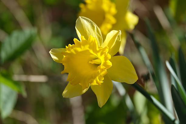 Flower head closeup