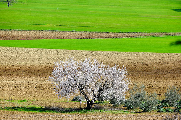 A big almond tree in blossom with a green agriculture filed in background