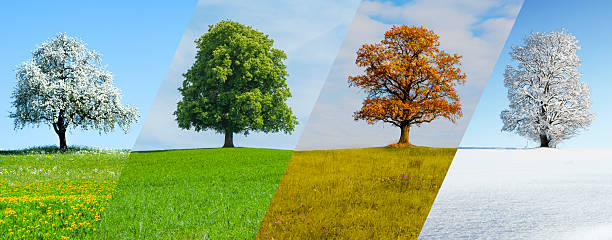istock Beautiful tree in the four seasons 2262948957