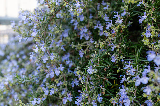 photo of beautiful spring flowers on a sunny day