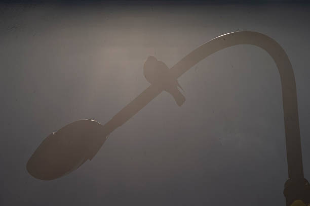 Silhouette bird on lamp arm backlit by hazy sunrise, subtle lens flare and raindrops, moody urban minimal composition conveying solitude