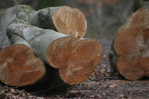 Chopped logs stacked in a forest clearing, cut ends facing outward, visible tree rings and grain texture, rustic lumber detail, natural woodland setting, sustainable firewood resource.