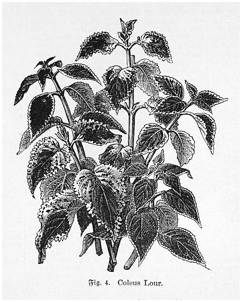 A detailed botanical illustration of Coleus Lour. from 1899, showcasing the plant's unique features and intricate leaf patterns. This vintage engraving captures the essence of the Coleus plant, highlighting its ornamental appeal and botanical characteristics. The illustration is a testament to the artistry and scientific observation of the late 19th century.