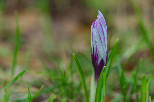 A beautiful macro close-up of a delicate purple crocus bud (Saffron) emerging from dry leaves and green grass. The flower petals are covered with fresh morning dew or rain droplets, capturing the essence of nature's awakening. This high-quality seasonal image is perfect for spring themes, botanical backgrounds, and environmental content