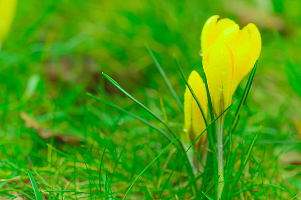 A beautiful close-up of vibrant yellow crocus buds emerging from lush green grass in early spring. The delicate flowers are covered with fresh morning dew droplets. This high-quality macro shot captures the essence of nature's awakening, renewal, and seasonal change