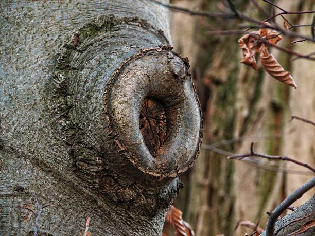 Natural Forest Texture. Closeup Of Aged Wood With Embedded Twigs And Textures. Examined Image Showcasing Mature Tree Trunk With Intricate Bark And Surrounding Branch Details