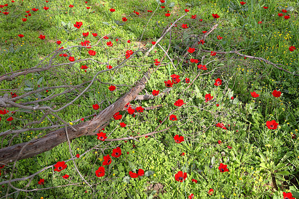 Wild red anemone flowers spring blooming among a green grass on the meadow. South Israel
