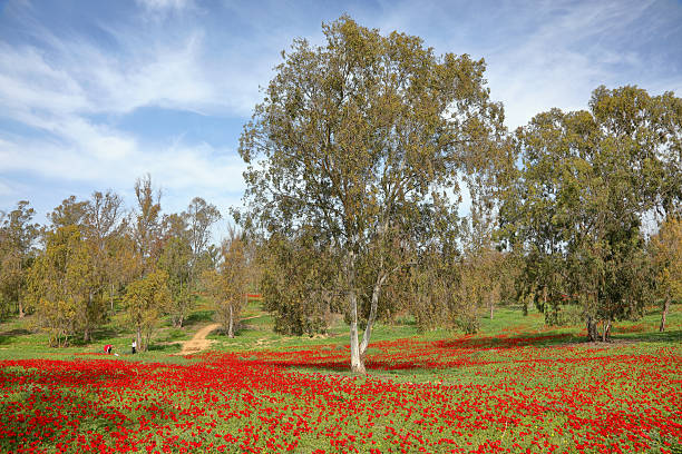 Bright red anemones and lush green grass. Spring flowering of fields and ravines around Kibbutz Ruhama. Sunny day in February. Israel.