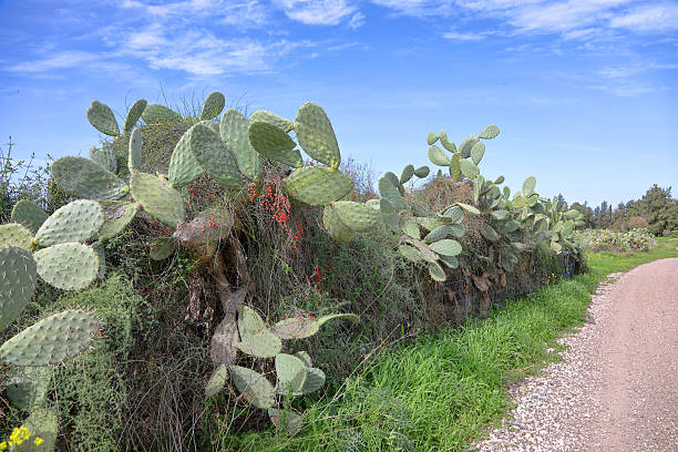 Cladodes of an Opuntia ficus-indica, the Indian fig opuntia, fig opuntia, or prickly pear cactus on the blue sky background