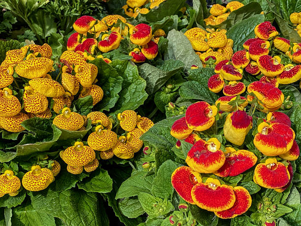 High angle close-up view of calceolaria flowers outdoors brightly lit by the sun
