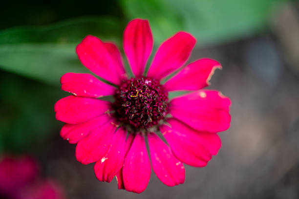 Vibrant magenta zinnia bloom with layered petals and dark textured center, shallow depth of field, green and brown blurred background