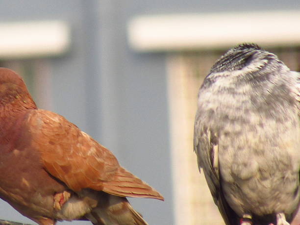 Closeup Image Of Brown And White Color Pigeon