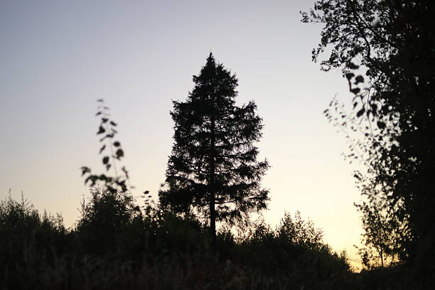 Sunset sky. Evening in the forest. Evening landscape. Silhouettes of trees.
