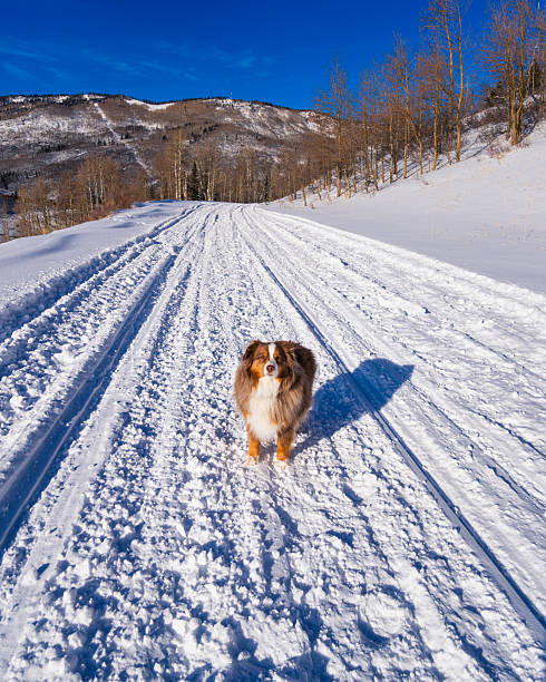 Dog looking straight ahead on snowmobile and winter recreation path after fresh snow on sunny day.