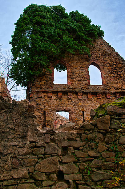 Atmospheric photo of medieval castle ruins with crumbling stone walls and arched windows, richly overgrown with ivy and moss, evoking history, decay, and nature reclaiming architectural heritage - Ruins of the Old Książ castle.