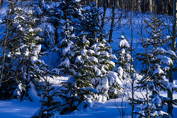 Fresh snow blankets small evergreen trees in a quiet winter forest, illuminated by low sunlight that casts deep blue shadows across the landscape. Serene seasonal nature background with no people.