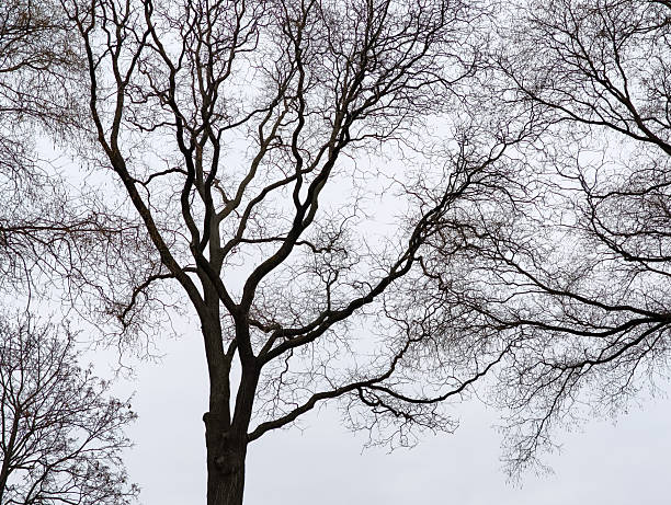 Leafless tree branches create an intricate pattern against the overcast sky in Zizkov district Prague 3, czechia