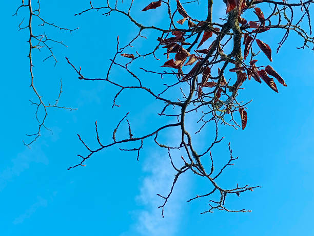 Natural deciduous tree branch with remaining dry red leaves against bright clear winter sky. Seasonal outdoor nature background with copy space.