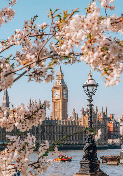 Spring Cherry Blossom Framing Big Ben and Houses of Parliament on a Sunny Spring Day in London England UK