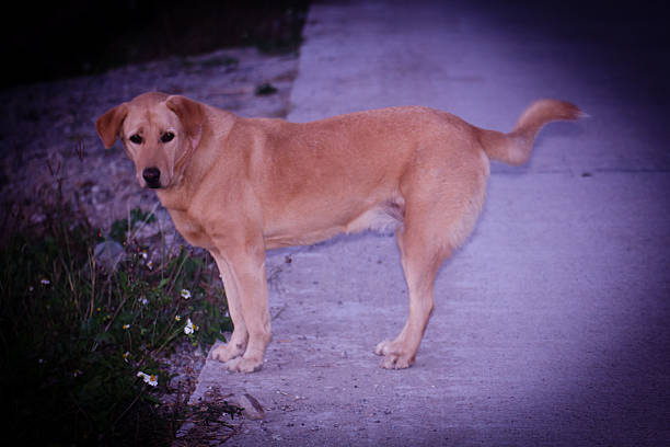 A medium-sized, reddish-brown mixed breed dog with white paws standing on a sunny sidewalk next to a gray wall and bright yellow curb.