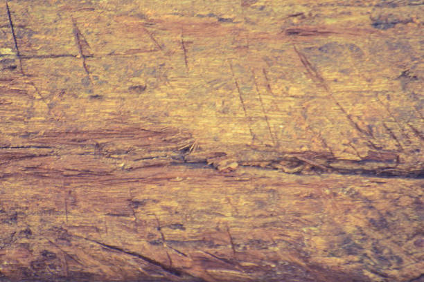 Old brown bark wood texture and background