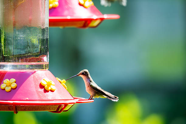 A female Ruby-throated Hummingbird (Archilochus colubris) perched on a red nectar feeder in Western Kentucky during a sunny July day.