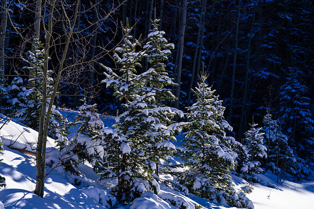 Fresh snow blankets small evergreen trees in a quiet winter forest, illuminated by low sunlight that casts deep blue shadows across the landscape. Serene seasonal nature background with no people.