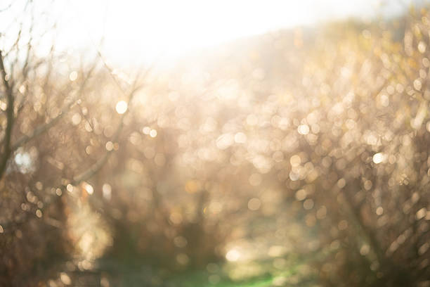 Sunset through wild plants with warm golden backlight.