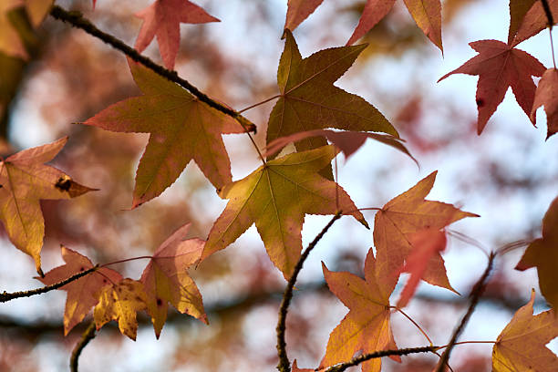 A close-up shot of several maple leaves transitioning in color during autumn, ranging from green to vibrant yellow, orange, and reddish-brown. The leaves are attached to slender branches, with some in sharp focus and others softly blurred in the background against a bright, hazy sky. The intricate vein patterns are visible on the leaves, capturing the essence of the fall season.