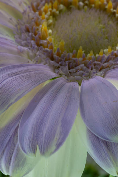 Close up of purple flower showing delicate petals and textured center in natural light.
