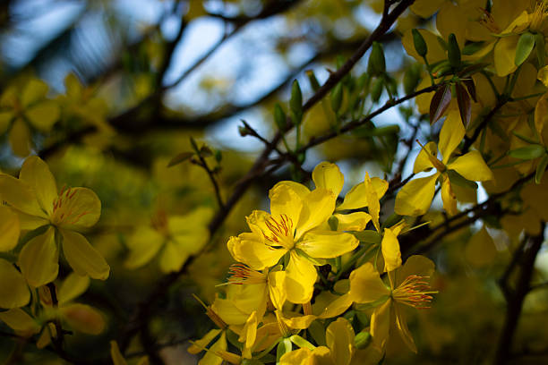High-quality closeup of traditional yellow apricot blossoms (Hoa Mai) blooming under the spring sun, symbolizing luck and prosperity for the Vietnamese Lunar New Year (Tet)