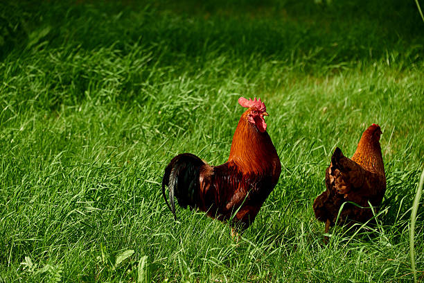 A magnificent brown rooster with a vibrant red comb and wattles stands proudly in a sun-drenched field of lush green grass, looking towards the left. To its right, a brown hen is partially visible, also foraging in the verdant foliage. The image captures the natural beauty of farm birds in their outdoor environment under bright daylight.