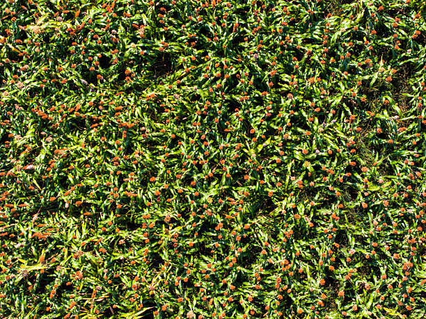 The mature sorghum is growing in the field.