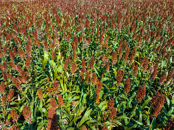 The mature sorghum is growing in the field.