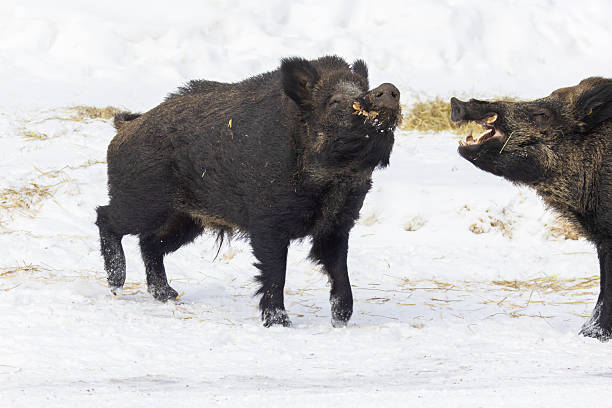 Two Males wild boar fighting in winter