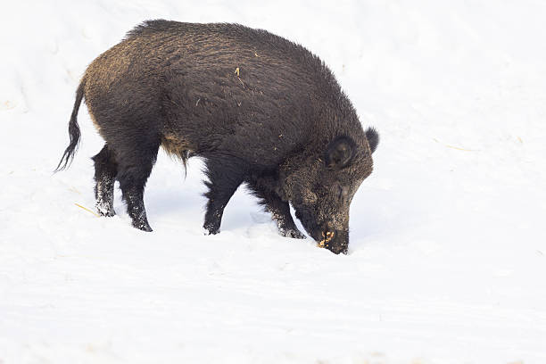 Male wild boar (Sus scrofa) in winter