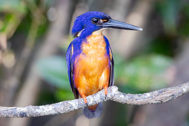 22,300+ Azure Kingfisher Stock Photos and Royalty-Free Pictures