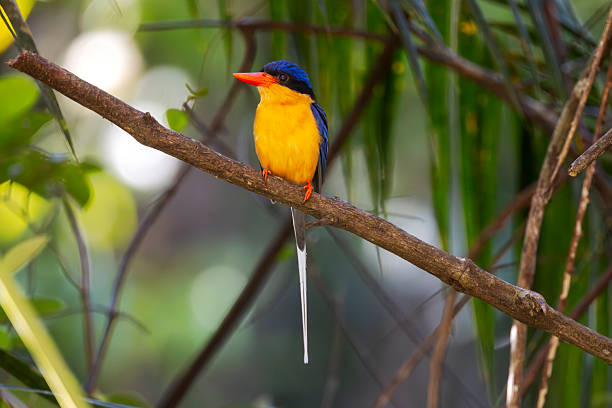little green kingfisher on a steel cable at a beautiful and romantic little spa in the area of jardim and bonito along the river Prata, rio da Prata, meandering in a little stream with green water