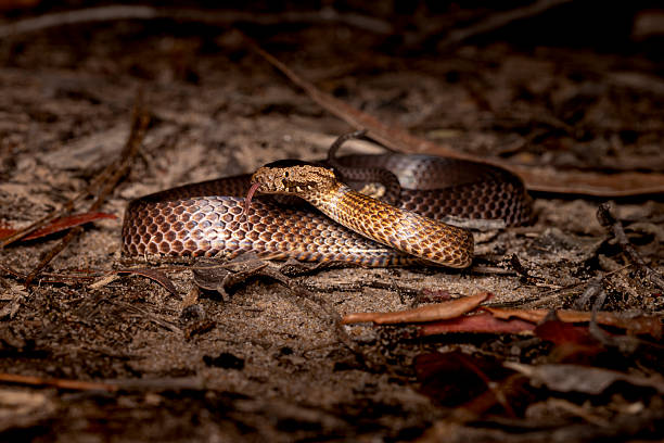 Deadly Common Brown Snake slithering on the ground