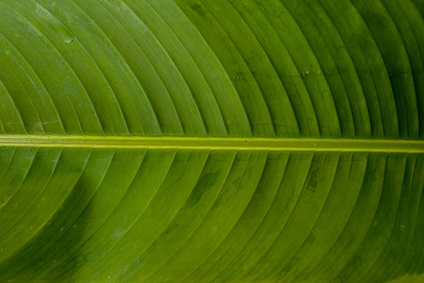 A close-up photograph capturing the intricate vein pattern of a healthy green leaf, showcasing its natural beauty and texture. The image conveys freshness and vitality, suitable for nature-themed designs or educational materials about botany.